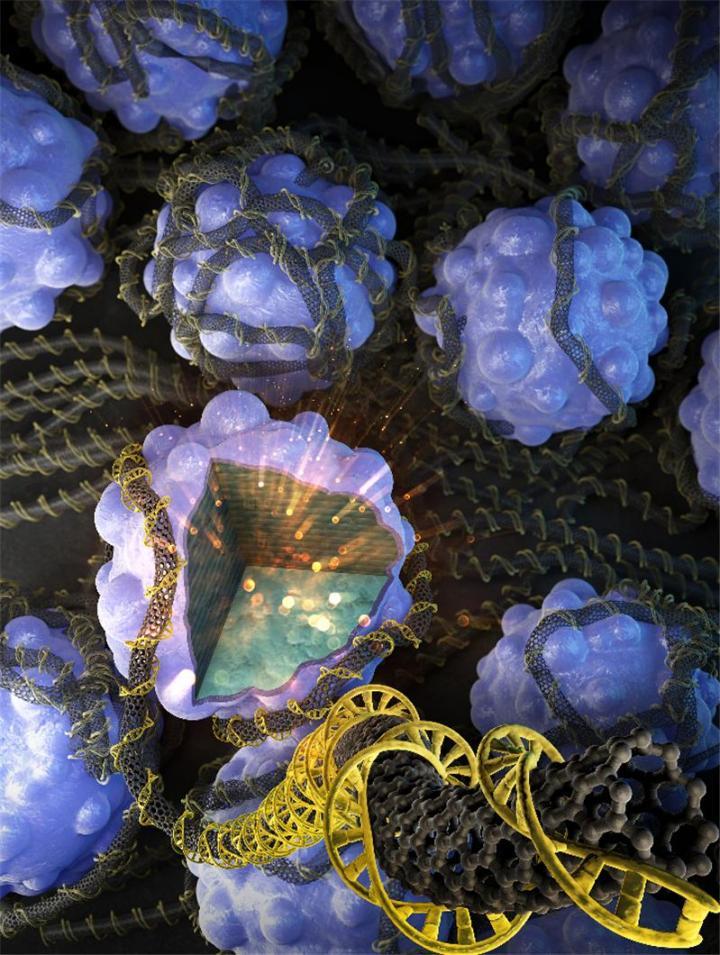 <b>�n�����������~DNA�аl(f��)��ꎘO���� ����x��늳؃�(ch��)���������50%</b>