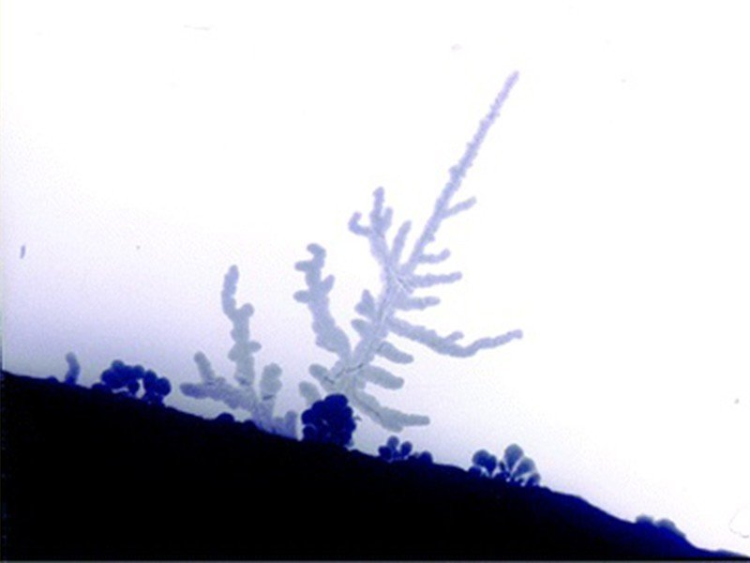 <b>�̑B(t��i)늳�����ȫ���y�a(ch��n)���늡�ʥ��������ֻ��һ����</b>